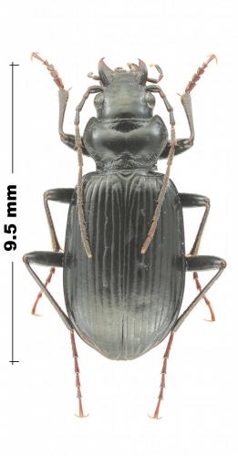 Réf. 221 559 : Nebria gyllenhalli